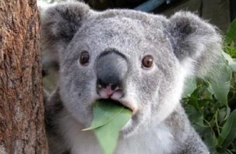 Monetizing community and multivendor sites, adding member subscriptions and restricted access