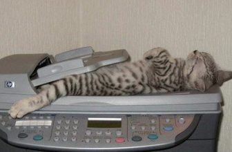 How to copy shortcodes and code snippets properly in wordpress